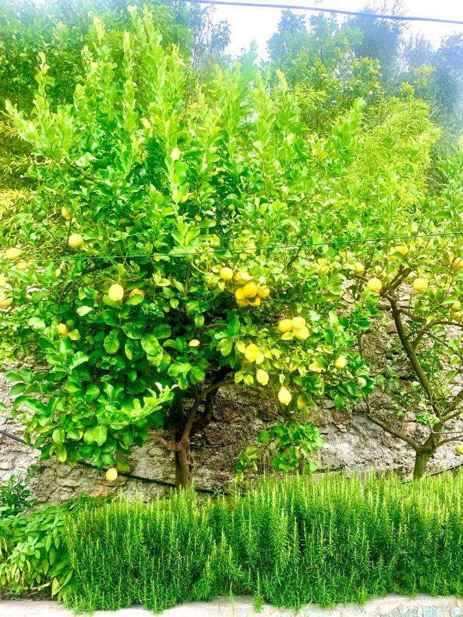 مبيت وإفطار بييفي ليجوري Il Gabbiano Di Pieve المظهر الخارجي الصورة